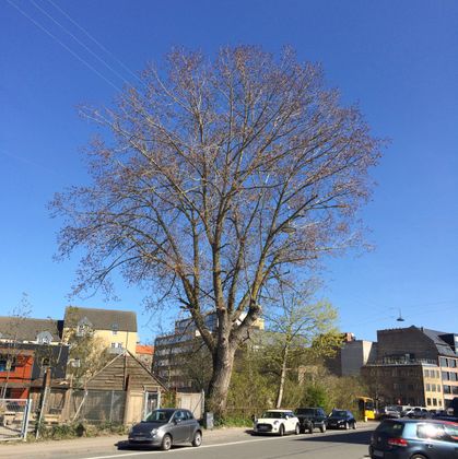 The poplar tree in Sturlasgade, Copenhagen