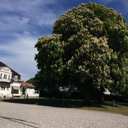 The chestnut tree in Ølsted